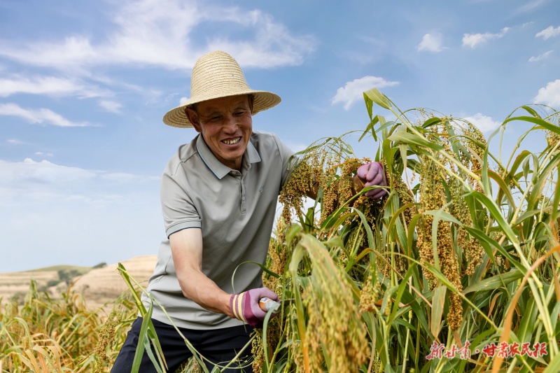 小杂粮喜获丰收