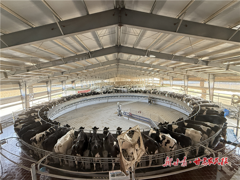 “一头牛”牵出“一条链”——高台“牛经济”串起绿色增收链