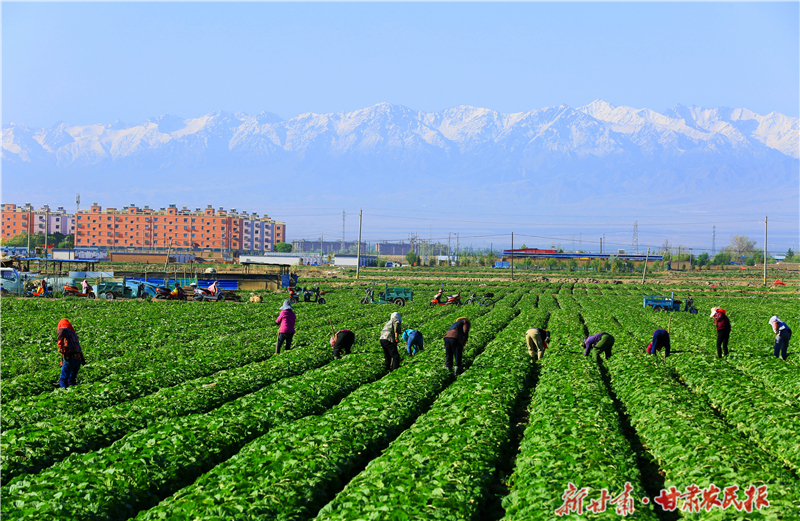 【2025年中国农民丰收节】陇原处处菜根香——“牛羊菜果薯药粮种”产业集群建设观察(三)