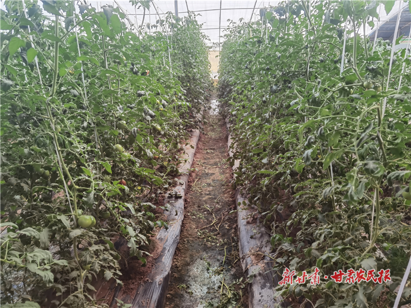 数字科技“种”出农业新图景