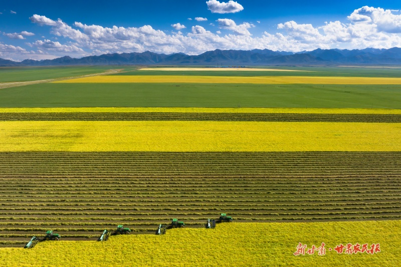 绿野新途 牧歌再起——山丹草原畜牧业转型升级绘出乡村振兴新画卷