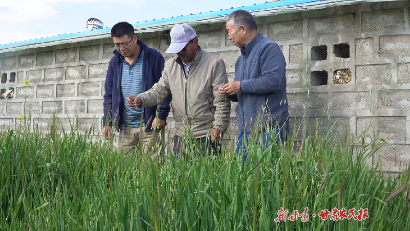 祁连山下来了种草专家 让空闲的牛羊圈长满青草