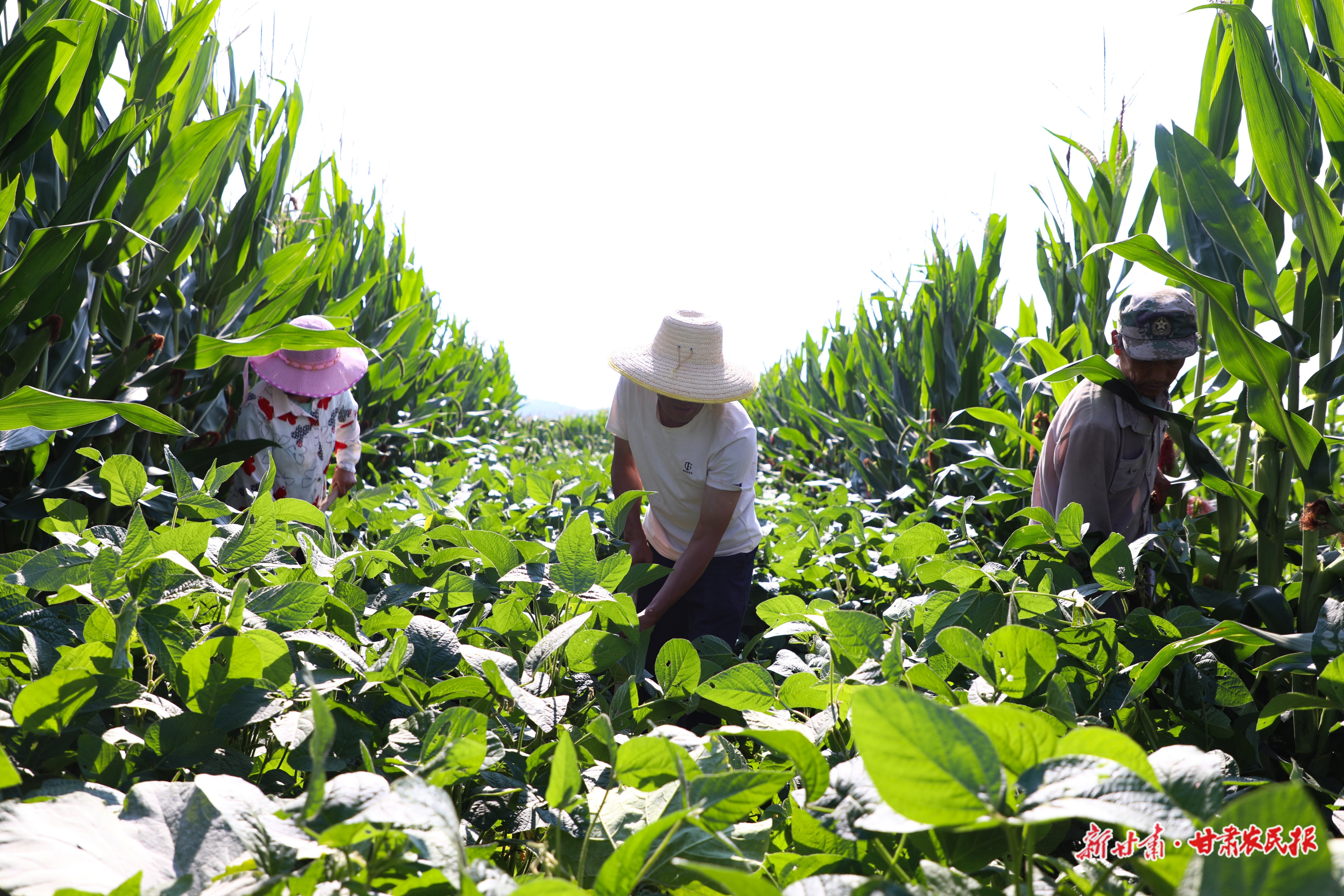 【2025年中国农民丰收节】智绘兴农卷 链通富民路——环县现代农业高质量发展综述