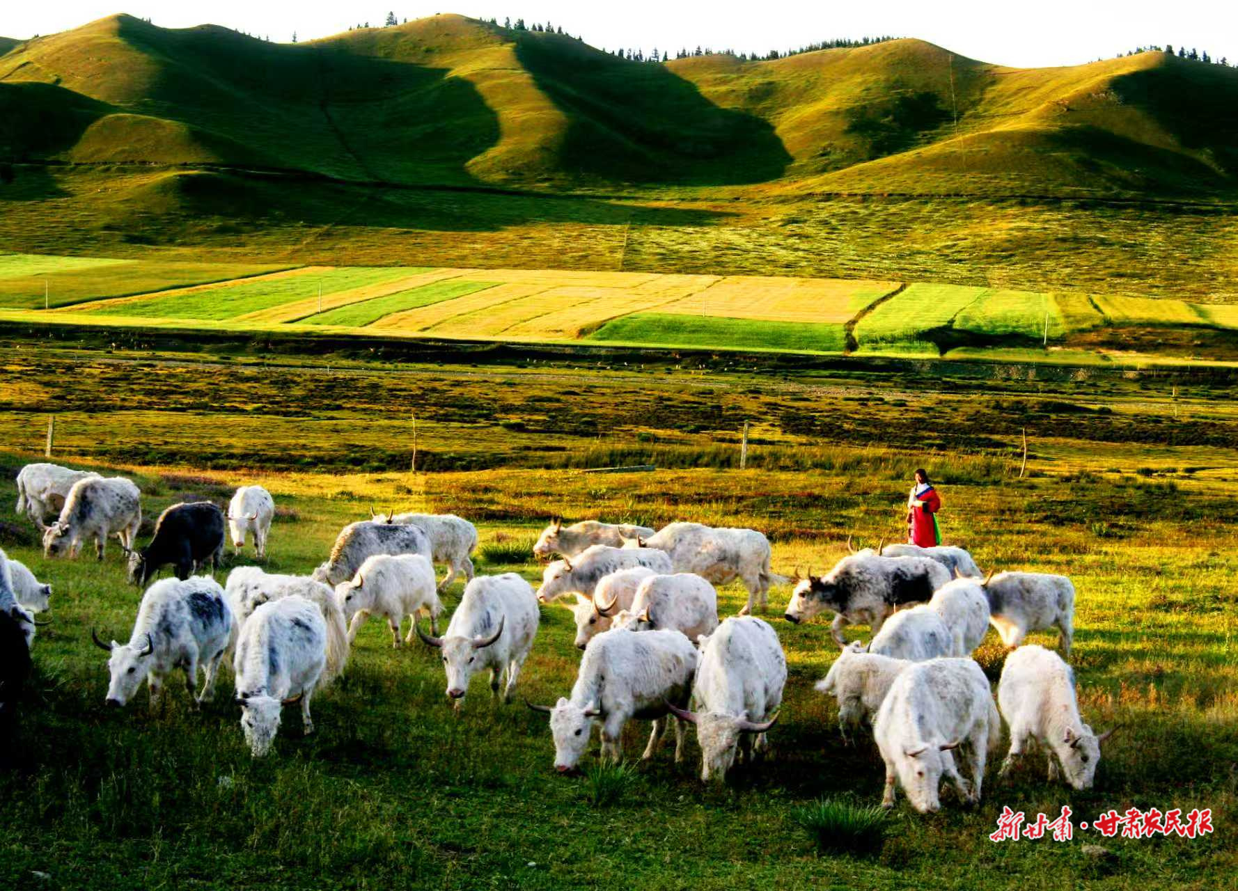 【2025年中国农民丰收节】牛气冲天链千亿——“牛羊菜果薯药粮种”产业集群建设观察(一)