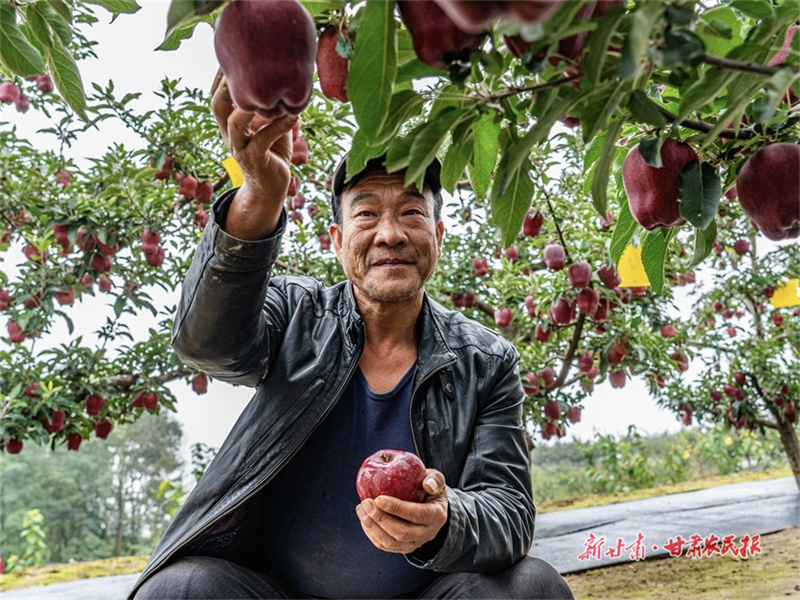 【2025年中国农民丰收节】陇果飘香“越”丝路——“牛羊菜果薯药粮种”产业集群建设观察(四)