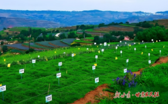 【2025年中国农民丰收节】千年药乡焕新彩——“牛羊菜果薯药粮种”产业集群建设观察（六）