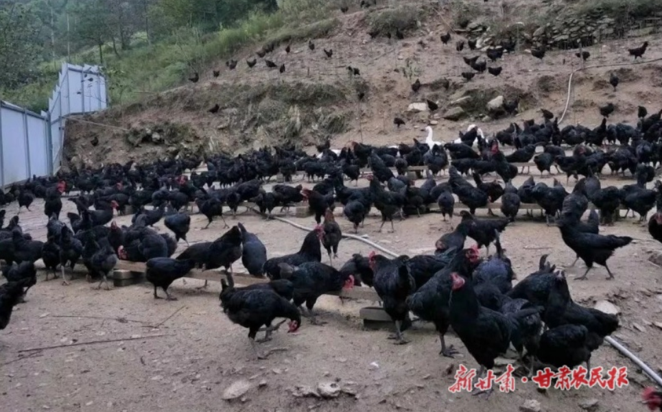 康县大堡镇:“链上”党建激活乡村振兴新动能