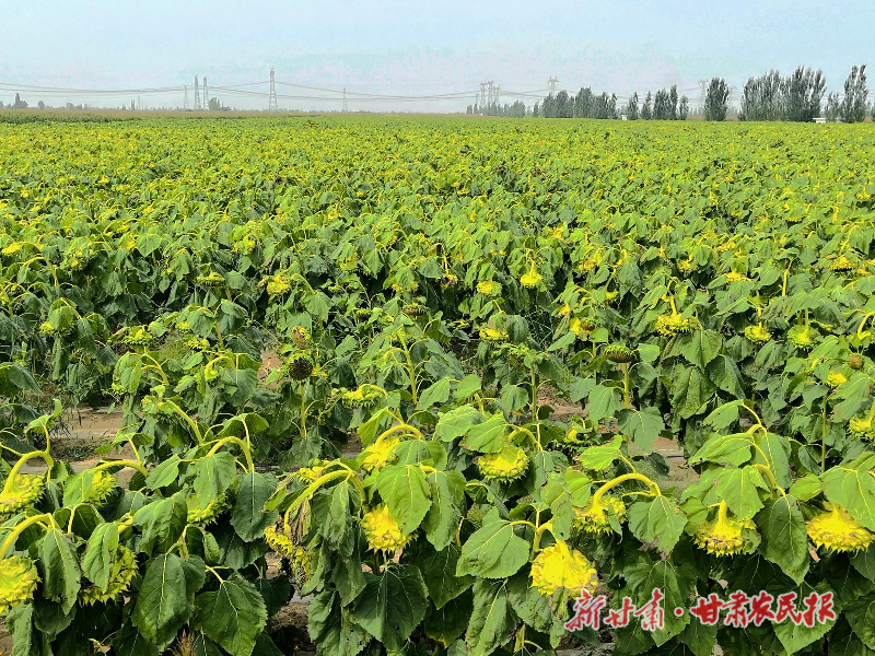 凉州：多模式增强村集体经济“造血”功能