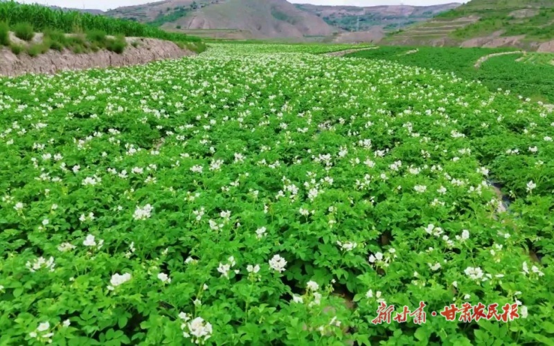 【2025年中国农民丰收节】“金薯”破土促振兴——“牛羊菜果薯药粮种”产业集群建设观察（五）