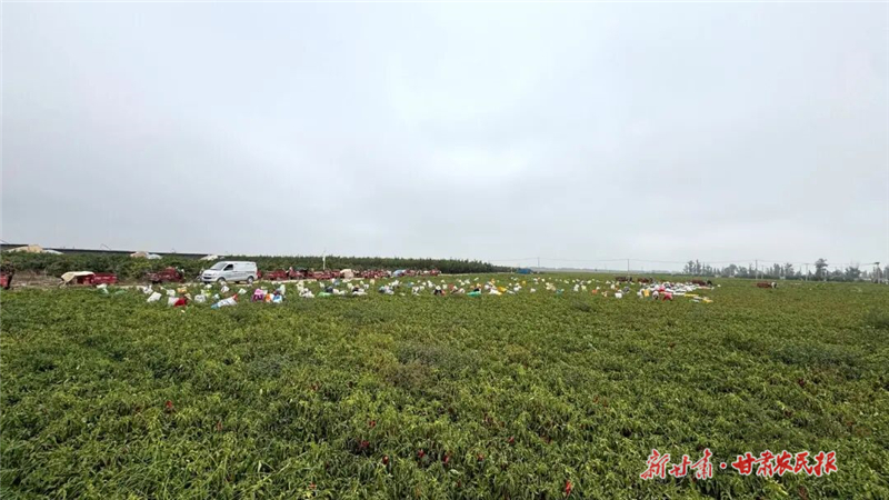 民勤：火红辣椒映金秋 产业兴旺促增收