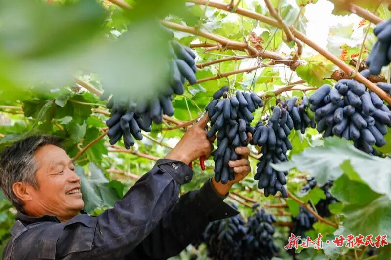 【图片新闻】古浪大地秋日“丰” 景图