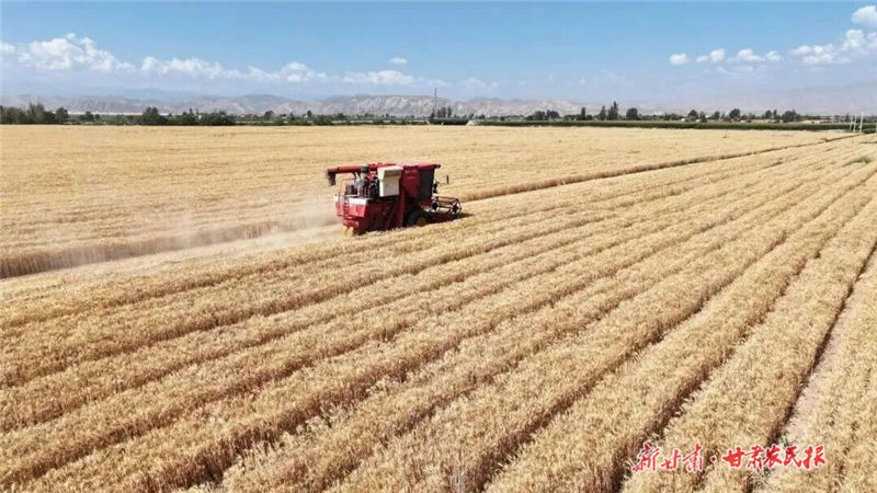 古浪：田畴结硕果 沃野绘“丰”景