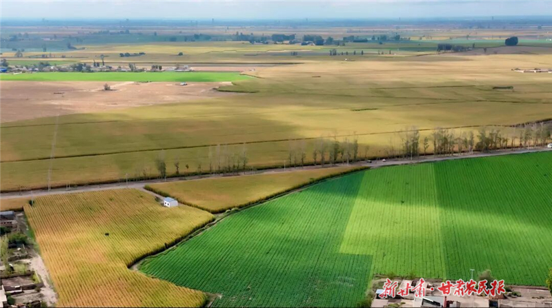 永昌:粮蔬满田畴 振兴添动能