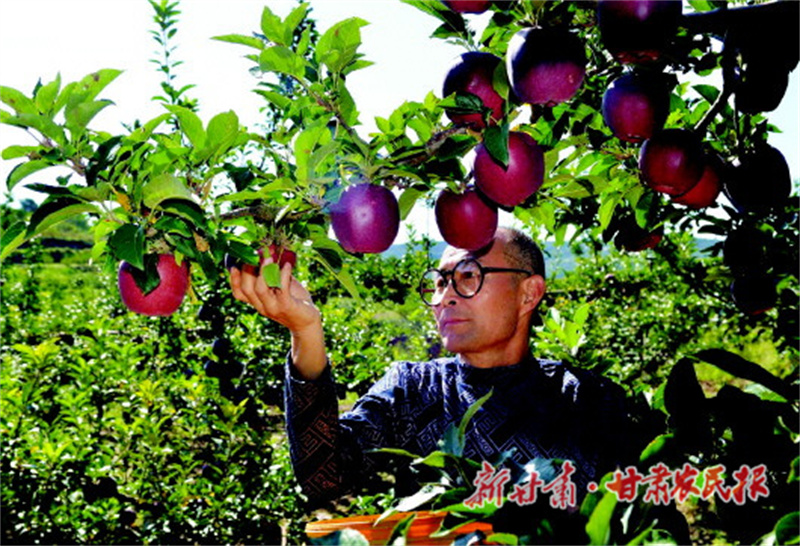 从黄土地到金果园：秦州苹果产业点亮乡村生活