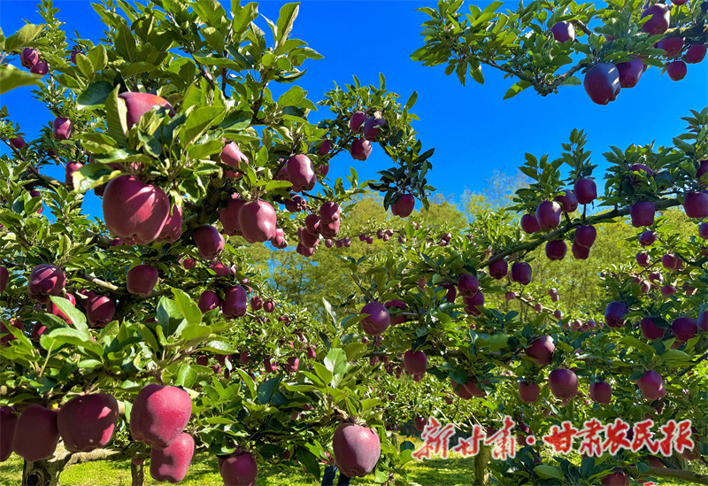 秦州区:金果迎丰“景” 客商收购忙