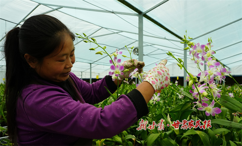 秦州区：兰花飘香抢市场 “美丽供给”增动能