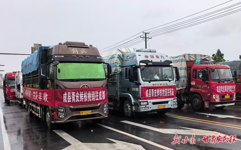 从枝头到云端，成县核桃“鲜”行记——成县推出“五个一”工作法破解核桃采收销售难题