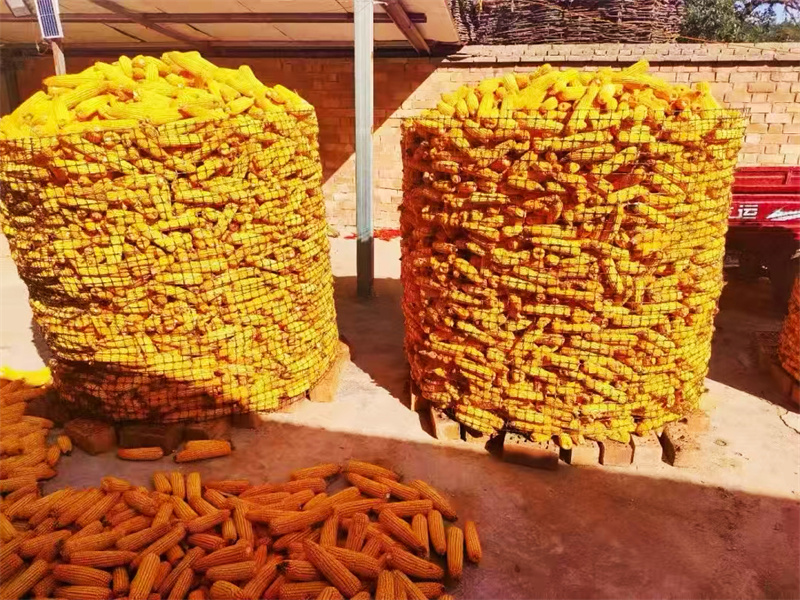 华亭:玉米铺就丰收路 田间地头“金”满仓