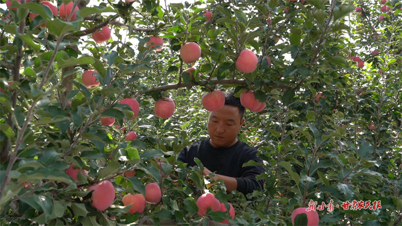 硕果压弯枝头 “静宁苹果”映红好日子