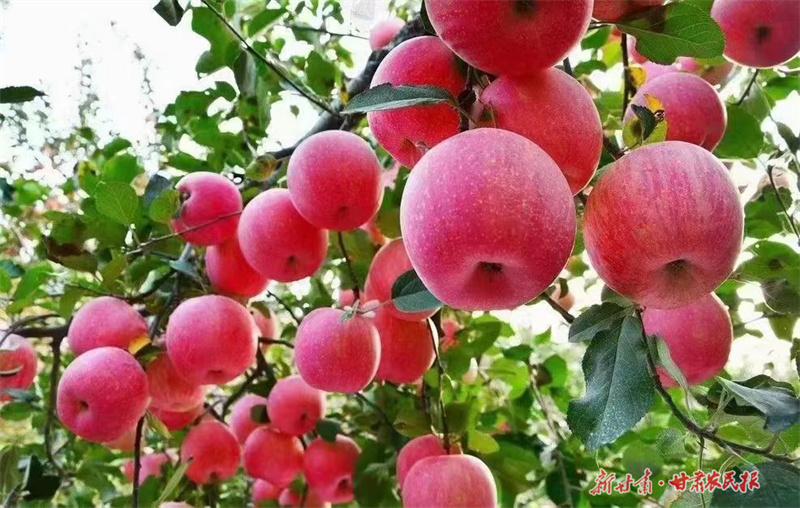 泾川：深加工双轮驱动 苹果实现全链增值