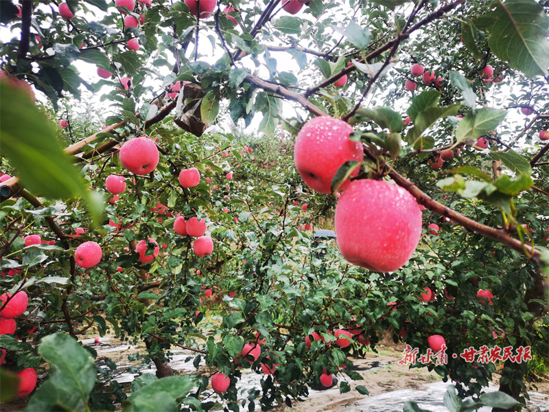 发布会搬进果园，解码“静宁苹果”181亿元“致富经”