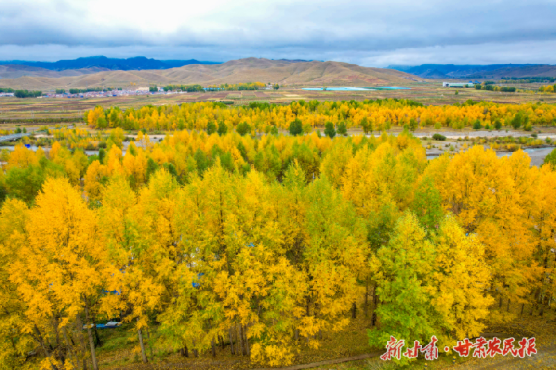 【图片新闻】天祝：金强河畔的鎏金秋韵