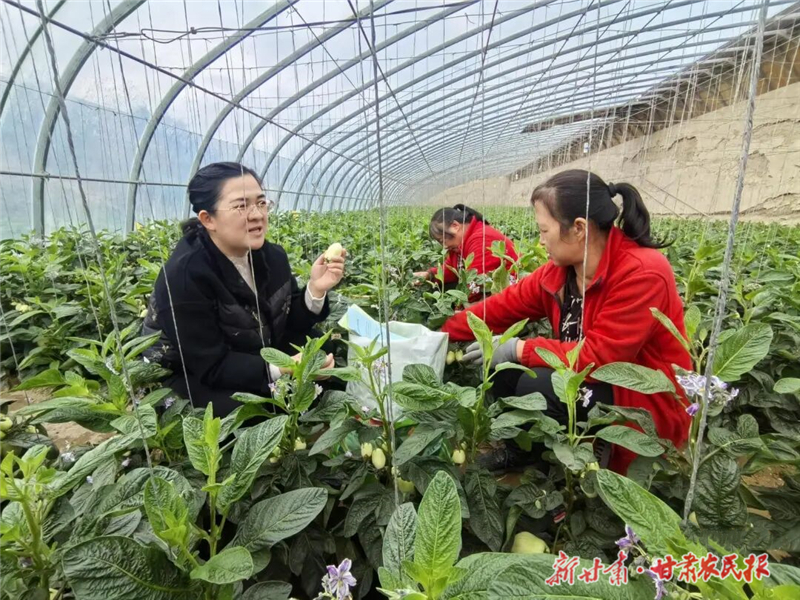 民勤:积极应对低温阴雨天气 农技人员开“处方”献“暖招”