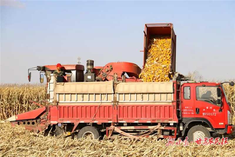 民勤：秋粮满仓绘新景 “三良”赋能保丰收