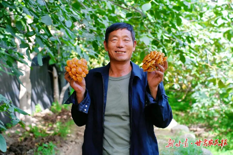 凉州区:林上核桃香 林下菌菇旺