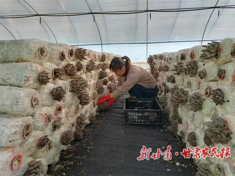 甘谷县:小菌棒孕育大产业 平菇喜迎产销旺季
