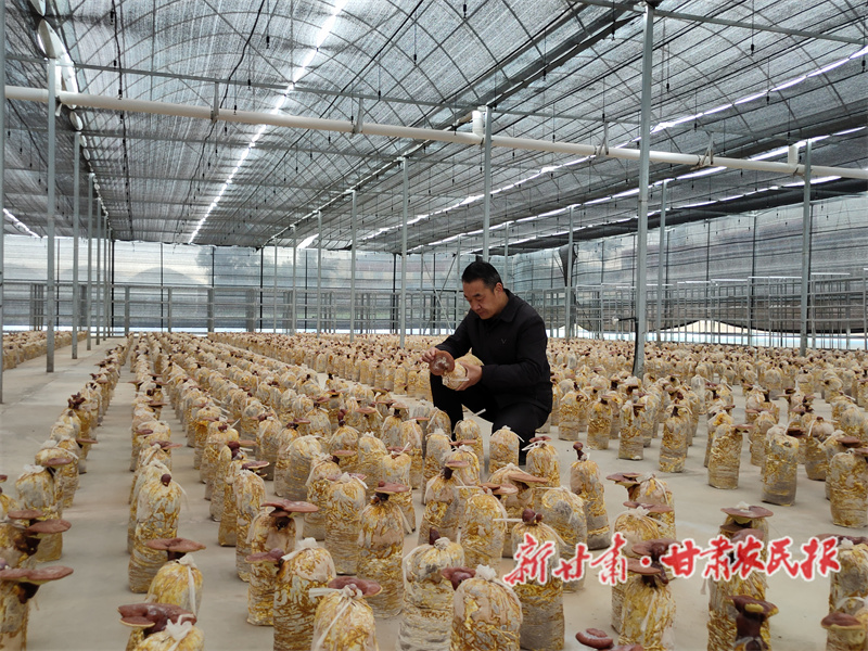 小灵芝撑起“致富伞”——甘谷金山镇三万株菌棒进入集中采收期

