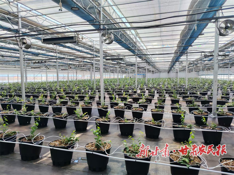 秦州区：特色产业齐发力 着力构建现代农业新体系