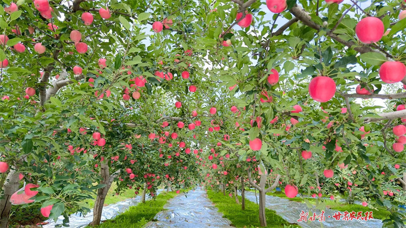 解码“气候密码”：气象服务护航静宁苹果丰产丰收