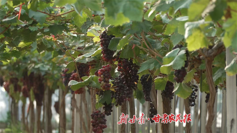 甘谷