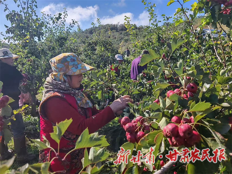 秦州区:千亩山楂映山红