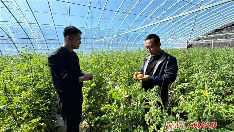 民勤:西红柿成熟上市