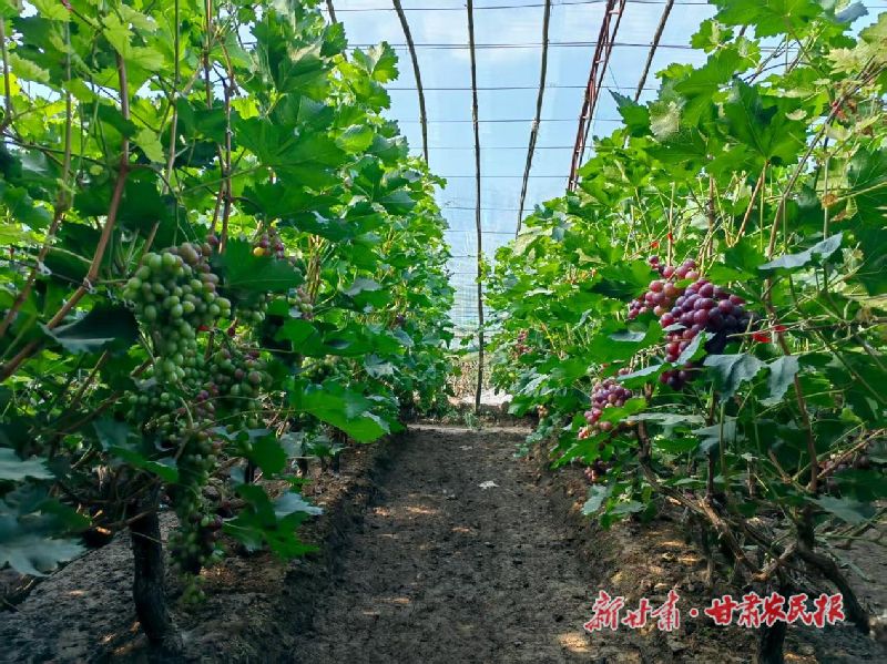 葡萄“串”起致富路——凉州区古城镇发展日光温室葡萄产业见闻