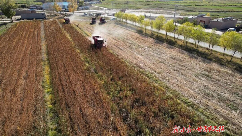 【图片新闻】永昌县4000亩藜麦开镰 红穗翻浪迎丰收
