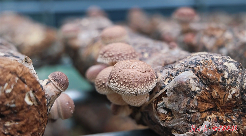 崇信：小香菇撑起“致富伞”