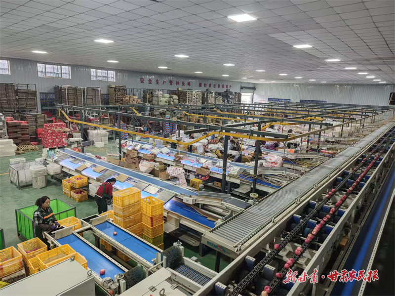 “梯田红”苹果借智能分选精准“闯”市场