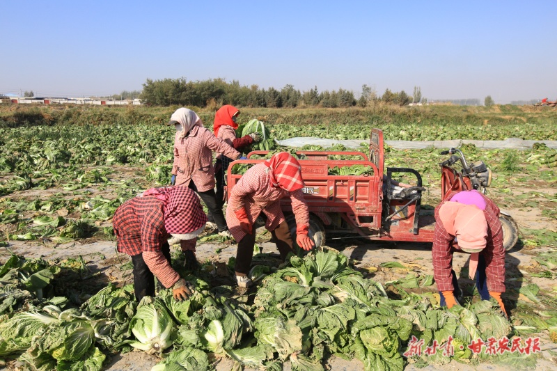 秋茬白菜喜获丰收