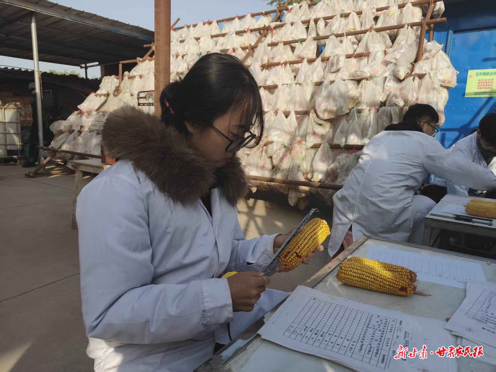 小院里的玉米“芯”动力