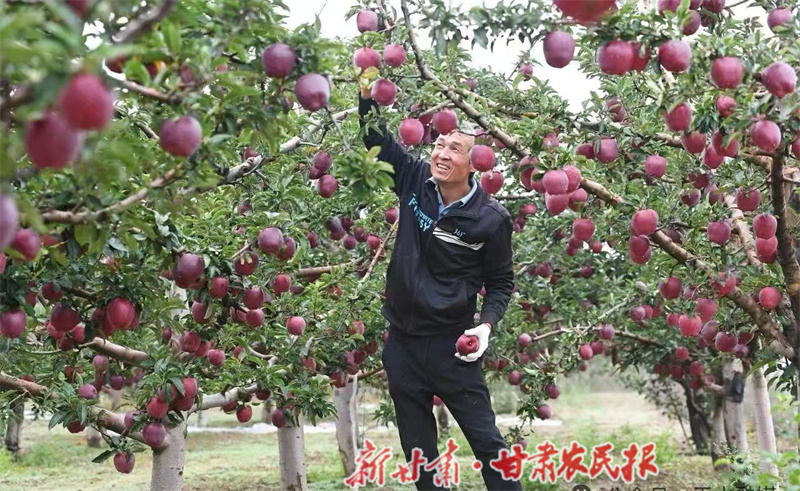 秦州区：全力推动“甘味出陇” 精心擦亮“天水花牛苹果”金字招牌