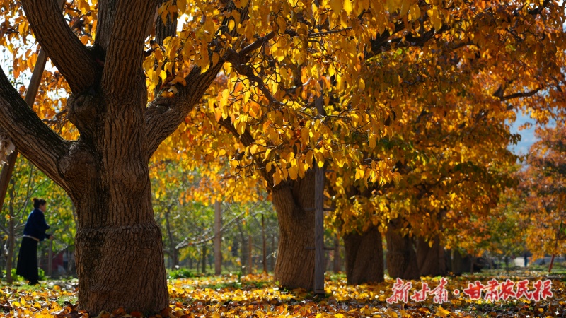 向古而生 黄河农遗焕新韵——写在甘肃什川古梨园系统荣获“全球重要农业文化遗产”之际