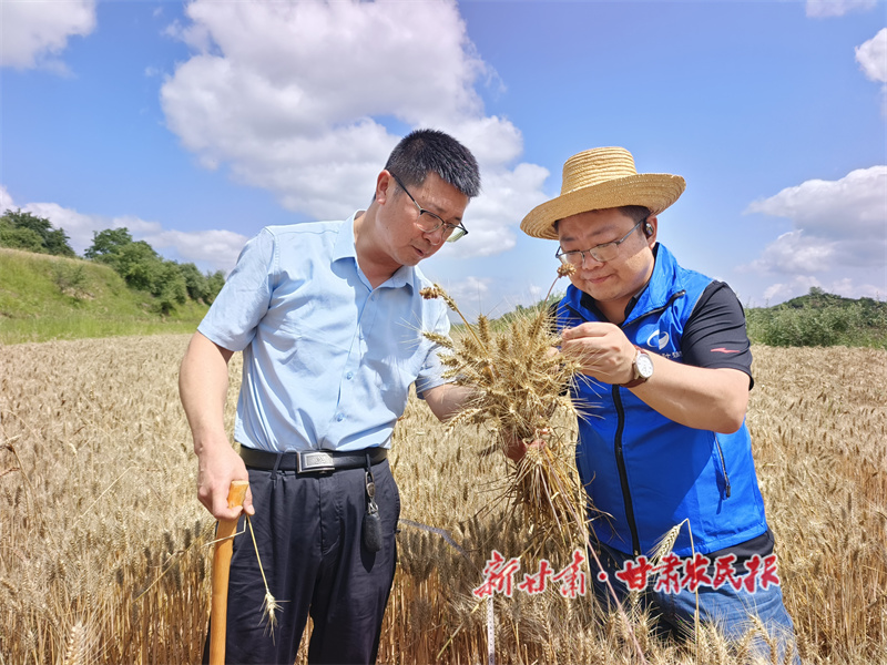秦州区：科技赋能“粮”满仓 乡村振兴基础牢