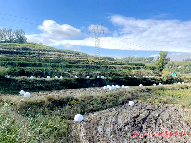 广河：6000亩粮改饲玉米完成收割打包