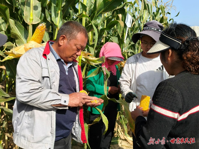 科技惠农新篇章：“紫花苜蓿套作青贮玉米”助力河西农牧业高质量发展