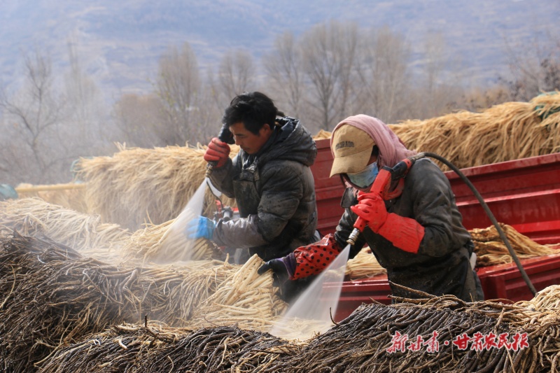 中药材喜获丰收