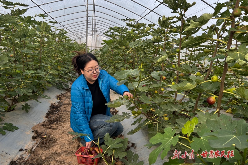 温室大棚无花果迎来成熟季