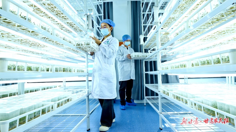 民乐县集华农业马铃薯脱毒组培苗繁育中心